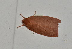 Euchaetis holoclera