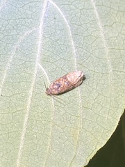 Ecdytolopha mana