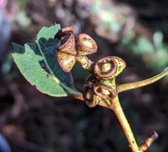 Eucalyptus dalrympleana