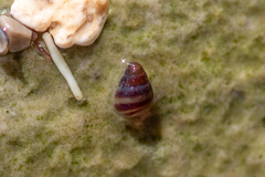Cingula trifasciata