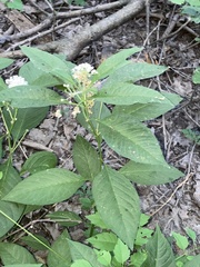 Asclepias perennis