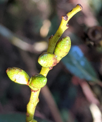 Eucalyptus dalrympleana