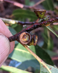 Eucalyptus dalrympleana