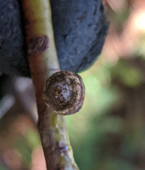 Eucalyptus dalrympleana