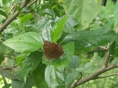 Abisara bifasciata suffusa