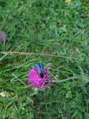 Zygaena lonicerae