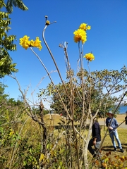 Handroanthus coronatus