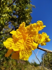 Handroanthus coronatus