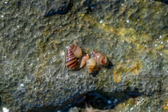 Cingula trifasciata