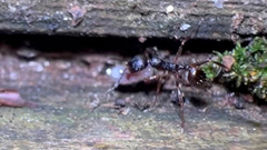 Aphaenogaster picea