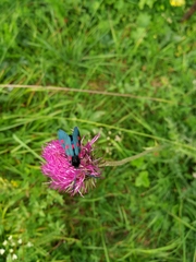 Zygaena lonicerae