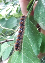 Eriogaster lanestris