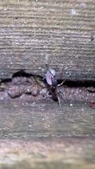 Aphaenogaster picea