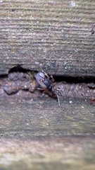 Aphaenogaster picea