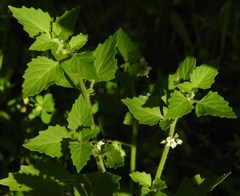 Solanum physalifolium