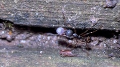 Aphaenogaster picea