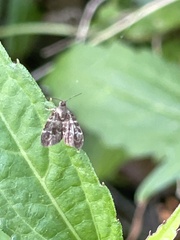 Choreutis japonica