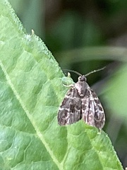 Choreutis japonica