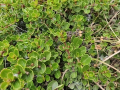 Ceanothus gloriosus