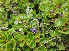 Ceanothus gloriosus