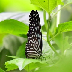 Ideopsis vulgaris