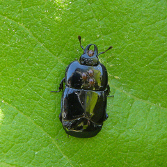 Hololepta aequalis