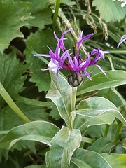 Centaurea triumfettii