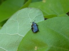 Hololepta aequalis