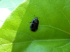 Hololepta aequalis