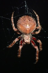 Araneus andrewsi