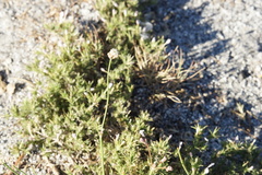 Eriogonum nudum nudum