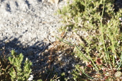 Eriogonum nudum nudum