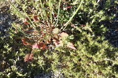 Eriogonum nudum nudum