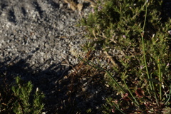 Eriogonum nudum nudum