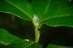 Leichhardtia flavescens