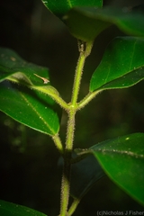 Leichhardtia flavescens
