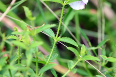 Rhexia mariana mariana