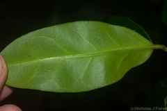 Leichhardtia flavescens