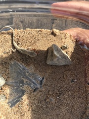 Urosaurus graciosus