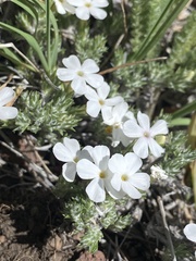 Phlox muscoides