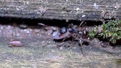 Aphaenogaster picea