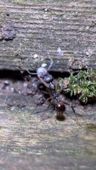 Aphaenogaster picea