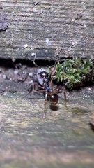 Aphaenogaster picea