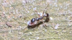 Aphaenogaster picea