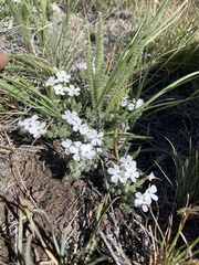 Phlox muscoides