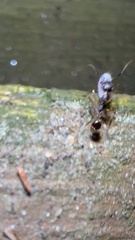 Aphaenogaster picea