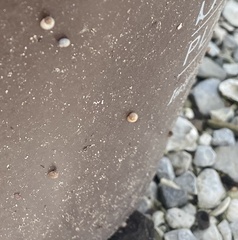 Succinea costaricana