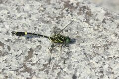 Melligomphus viridicostus