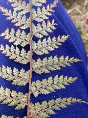 Polystichum silvaticum