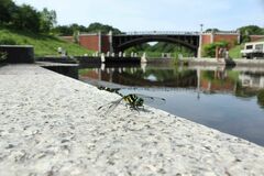 Melligomphus viridicostus